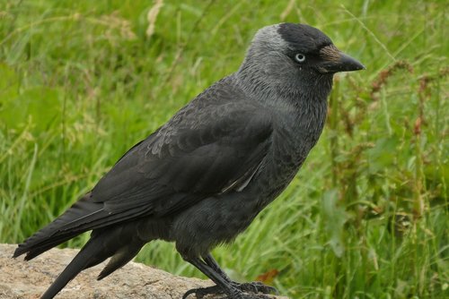 jackdaw  crow  bird