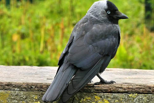 jackdaw  bird  feathers