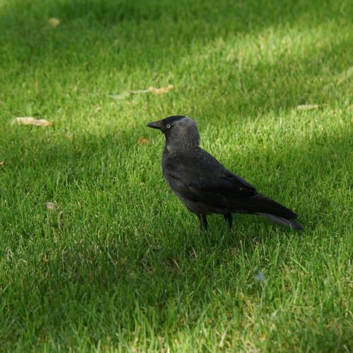 jackdaw bird corvus monedula
