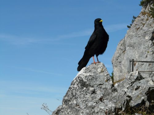 jackdaw bird black