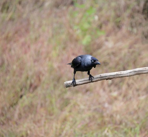 jackdaw  raven bird  songbird