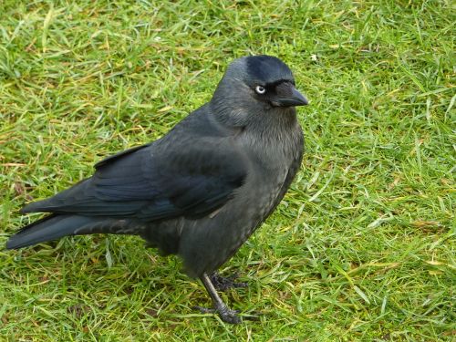 jackdaw bird black