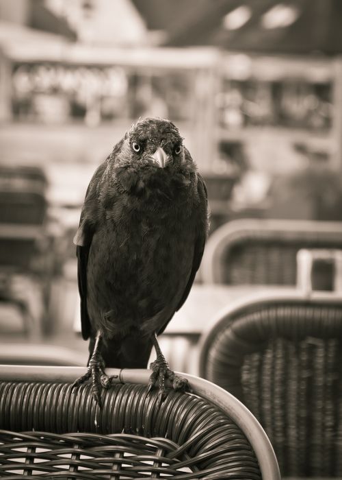 jackdaw bird black