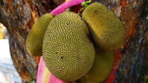 jackfruit fruit green