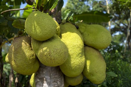 jackfruit tree african