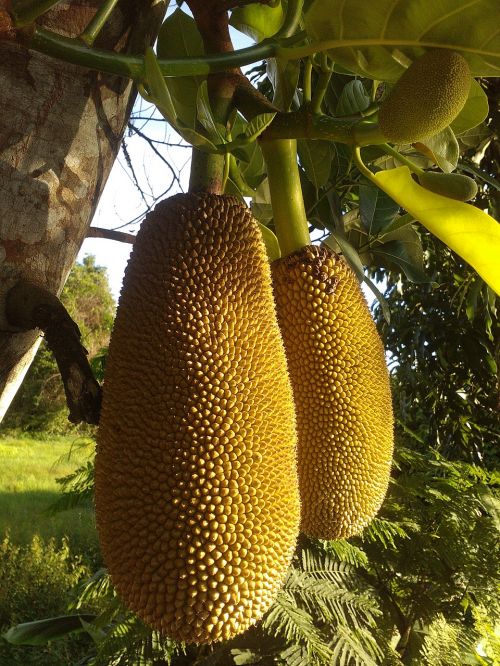 jackfruit fruit thailand fruit