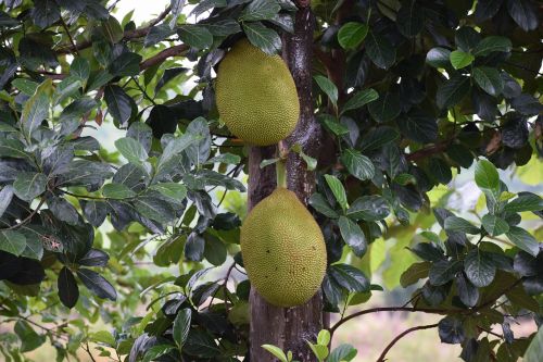 jackfruit fruit home
