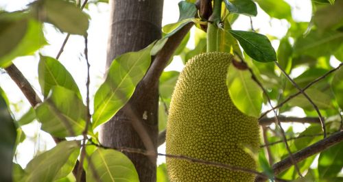 jackfruit rai fruit