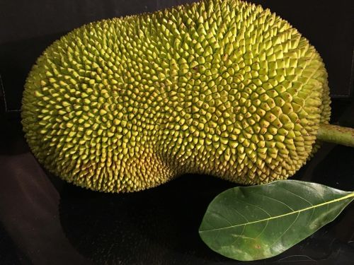 jackfruit tropical plant