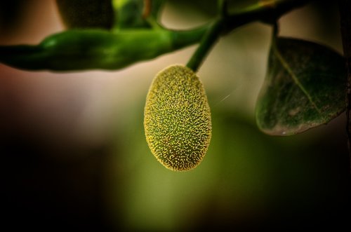 jackfruit  fruit  small