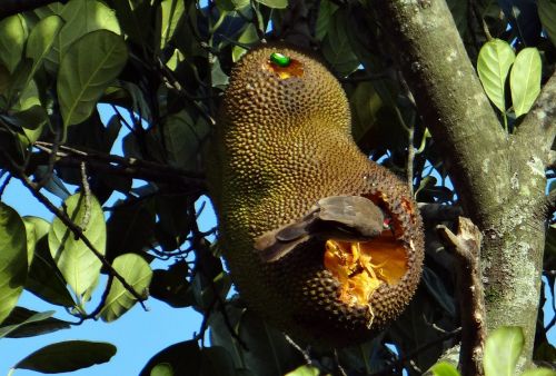 jackfruit overripe bird
