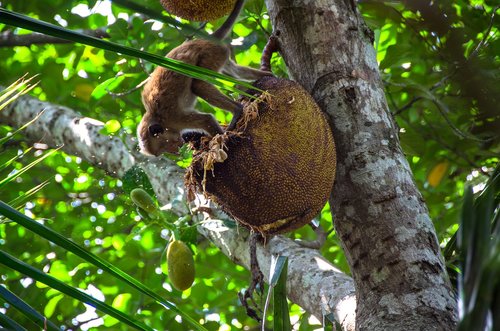jackfruit  fruit  tropical