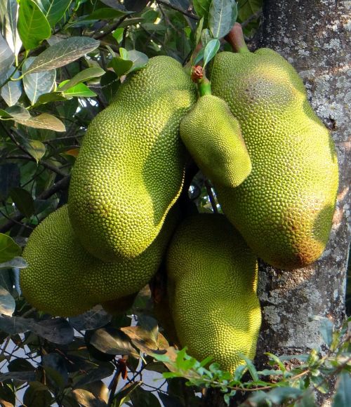 jackfruits trees foods