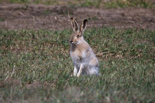 jackrabbit hare wildlife