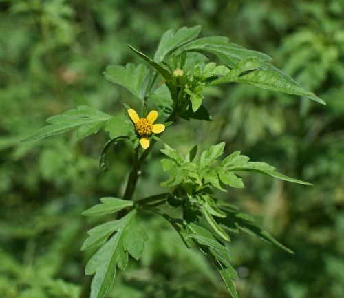 jacob ragweed weed allergen