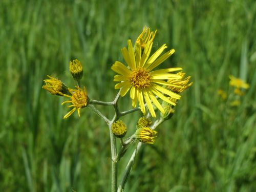 jacobaea paludosa senecio paludosus wildflower