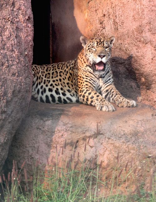 jaguar animal carnivore