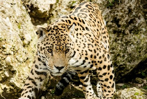 jaguar cat big cat