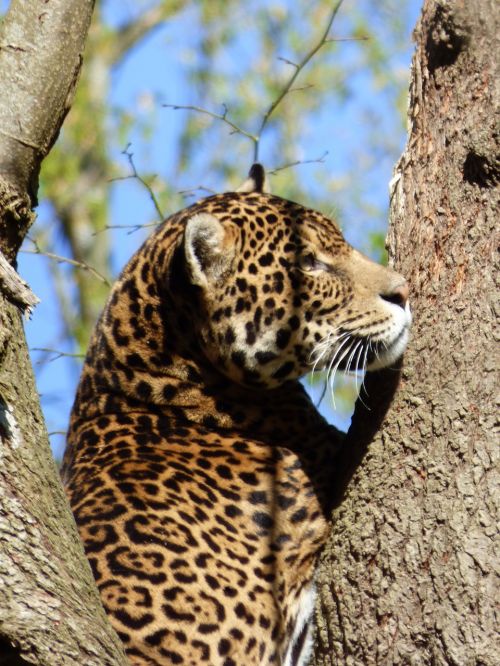 jaguar feline park felines