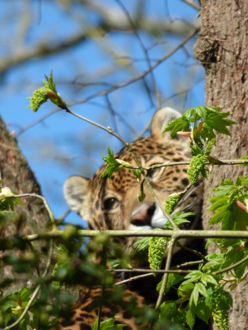 jaguar feline perched