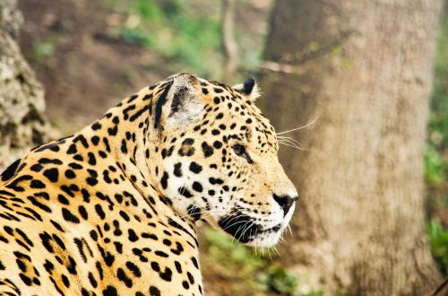 jaguar big cat cat