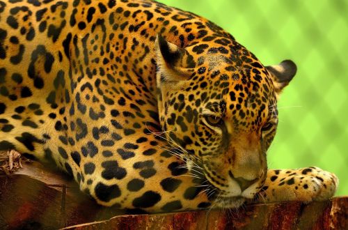 jaguar big cat carnivore