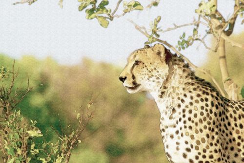 jaguar savannah freely