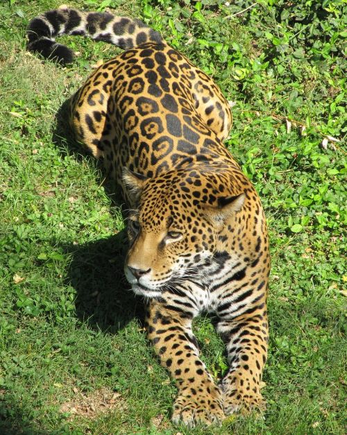 jaguar big cat carnivore