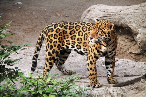 jaguar animal zoo