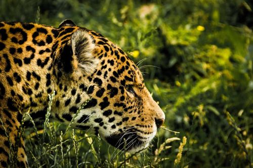 jaguar wild cat mammal