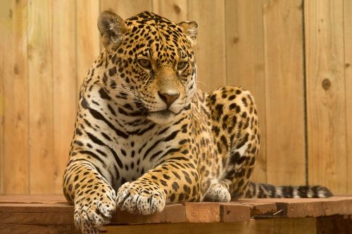 jaguar wild cat mammal