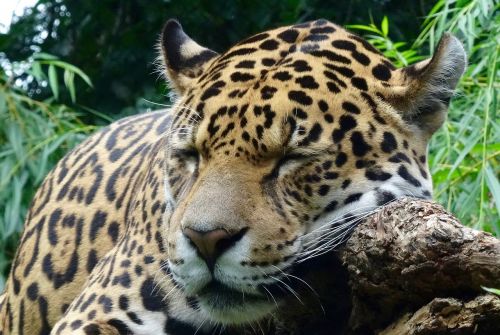 jaguar wild animal zoo