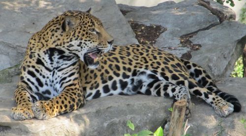 jaguar big cat feline