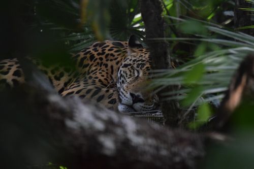 jaguar belize zoo
