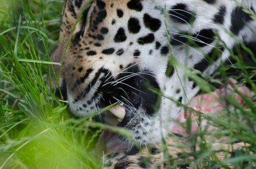 jaguar teeth eating