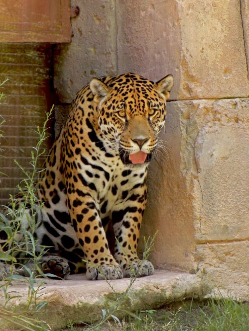 jaguar spots feline