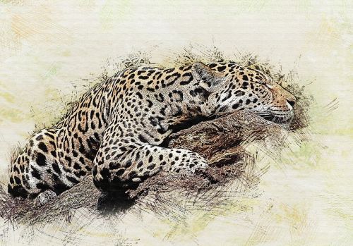 jaguar cat predator