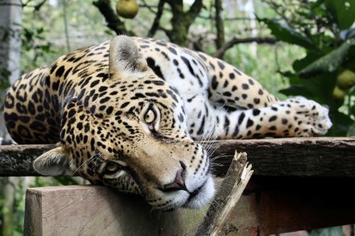jaguar feline animal