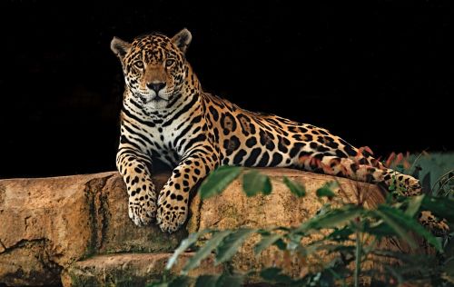 jaguar resting rock