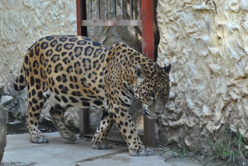 jaguar zoo animal