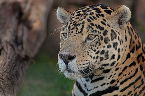 jaguar eyes spotted