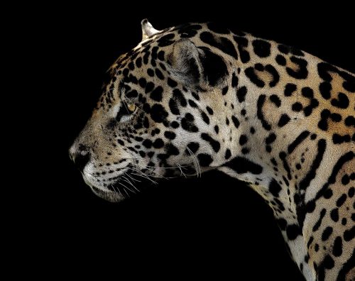 jaguar spotted eyes
