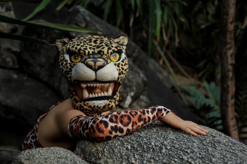 jaguar rocks animal