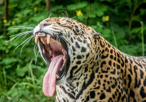 jaguar  predator  feral cat
