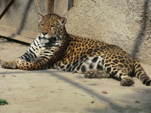jaguar wildlife nature