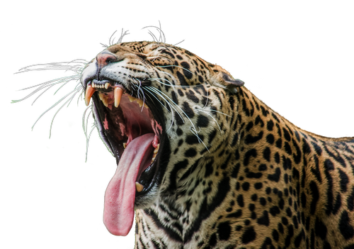 jaguar  predator  wilderness