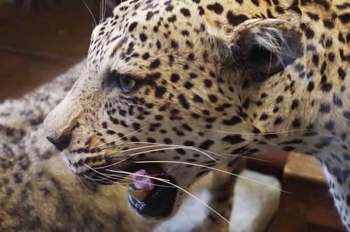jaguar  beast  animal
