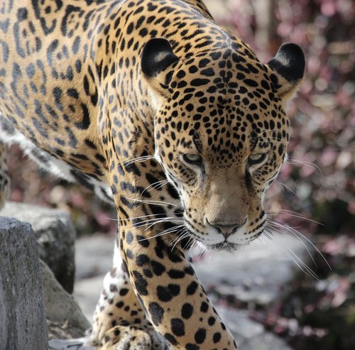 jaguar  zoo  predator