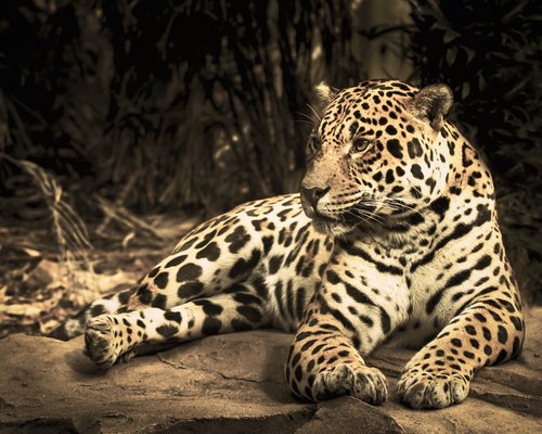 jaguar  zoo  wild cat