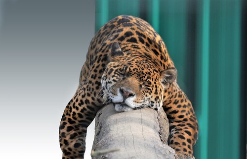 jaguar  feline  animal